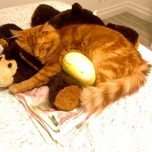 Meet your Posher, Bentley